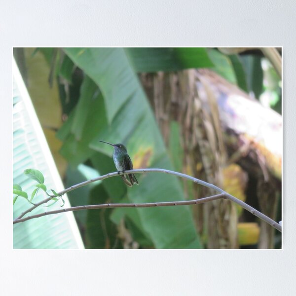 Colibri Poster