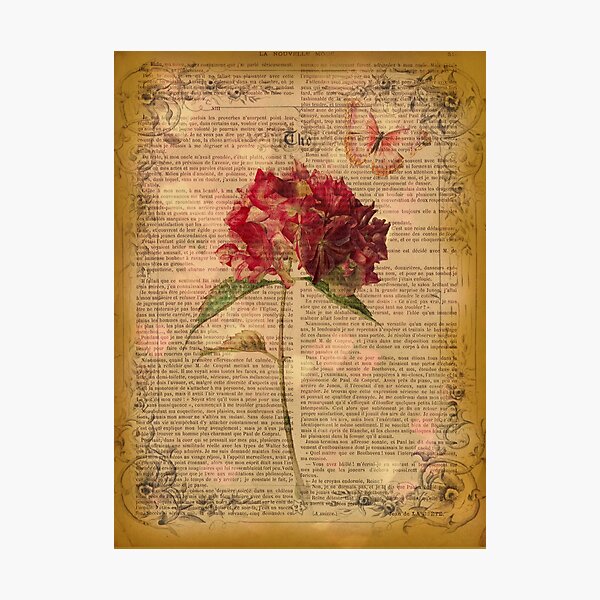Botanical print, on vintage page - Hydrangea blossom Photographic Print