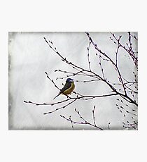 Perched Photographic Print