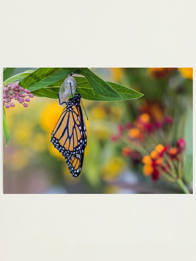 Alternate view of Monarch Butterfly, newly emerged from Chrysalis, on milkweed Photographic Print