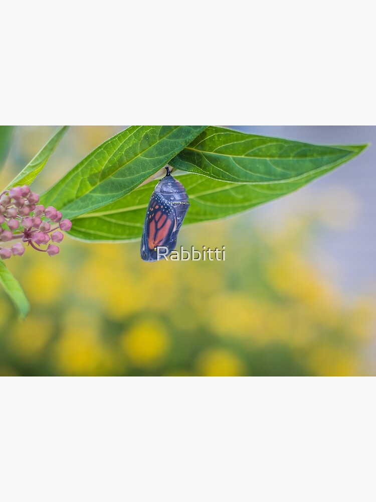 Monarch Butterfly Chrysalis, clear stage, on milkweed by Rabbitti