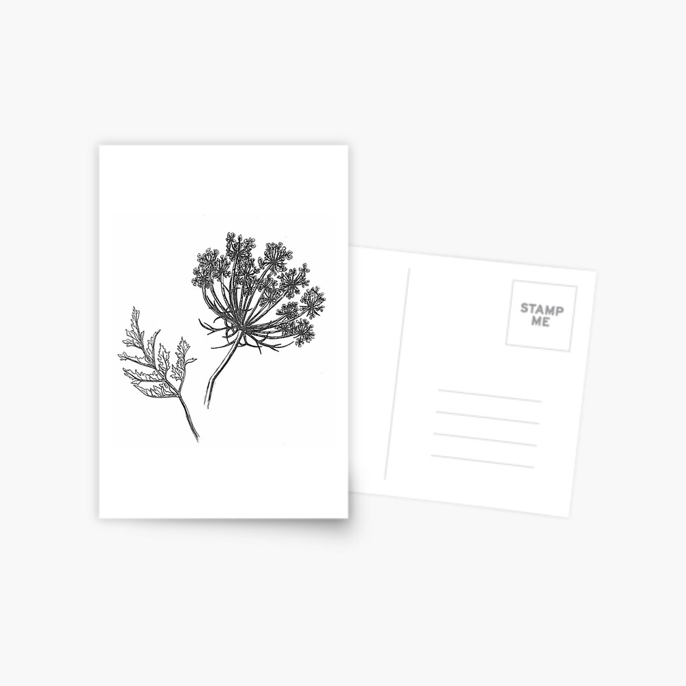 QUEEN ANNE'S LACE.  Queen annes lace, Flower tattoo, Queen anne's lace  flowers