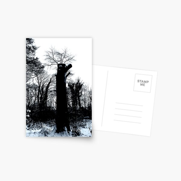 In Shadow And Light Postcard