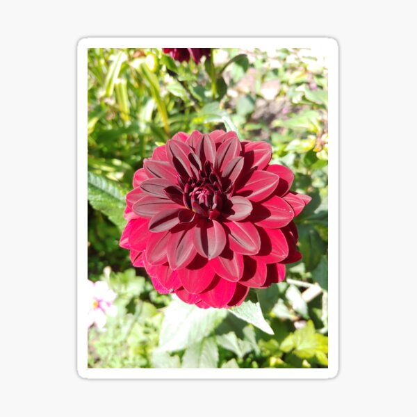 Item preview, Red Dahlia  designed and sold by CORNISHPHOTOS.