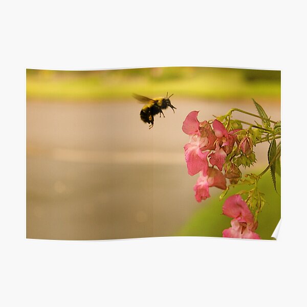 Don't Worry, Bee Happy Poster