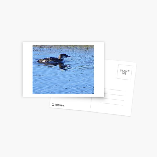 Item preview, Common Loon - Winter Plumage designed and sold by MaryinMaine.