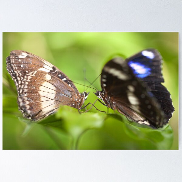 Item preview, Butterfly series designed and sold by Gavin Poh.