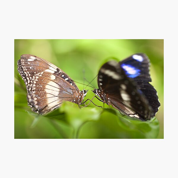 Item preview, Butterfly series designed and sold by Gavin Poh.
