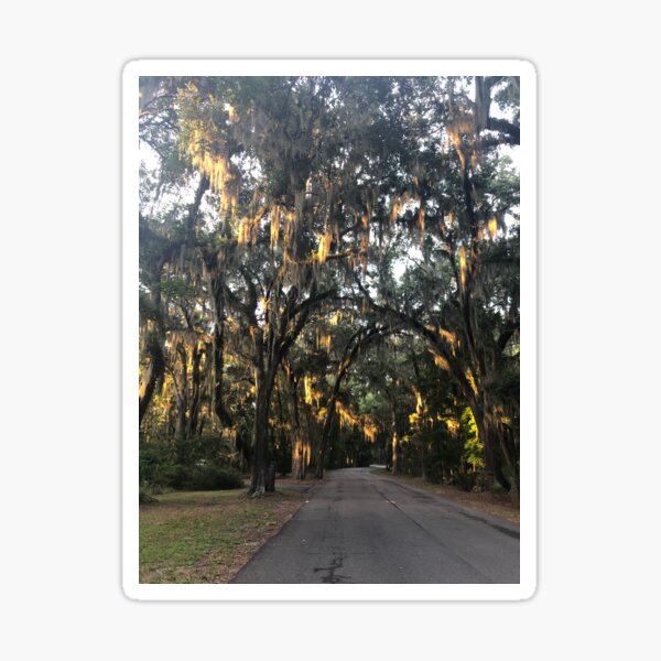 Item preview, Treelined Road, Skidaway Park, August 3, 2019 designed and sold by PinkPainterC.