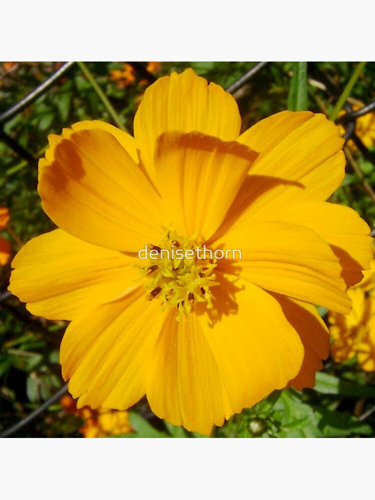 Unrestricted Flower by denisethorn