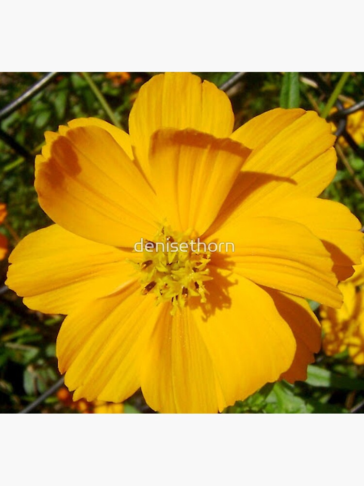 Unrestricted Flower by denisethorn