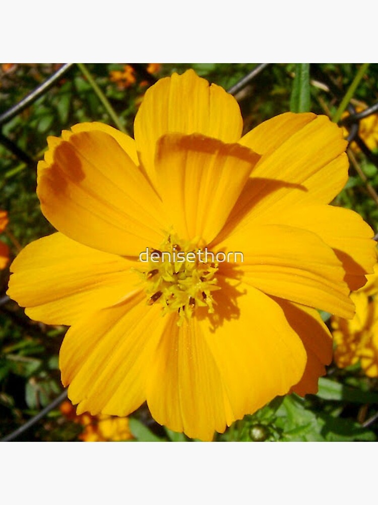 Unrestricted Flower by denisethorn
