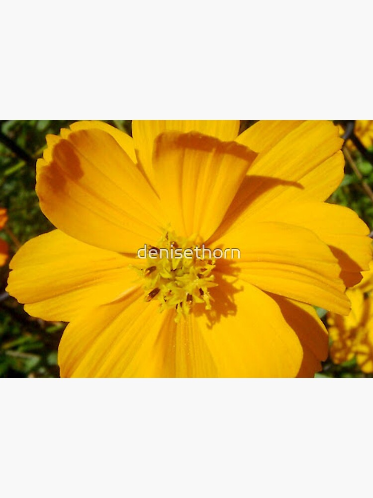 Unrestricted Flower by denisethorn