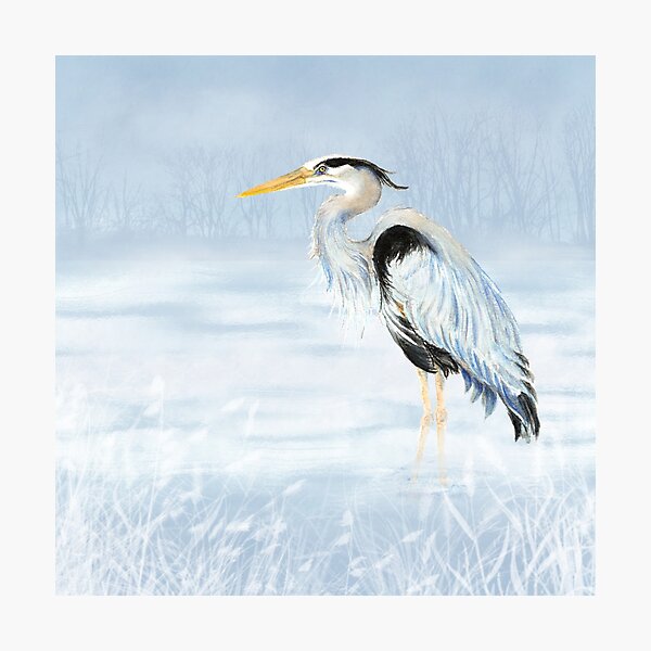 Impression Photo Art D Oiseau Aquarelle Grand Heron Bleu Par Countrymouse Redbubble