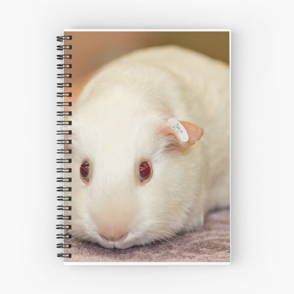 Item preview, White and fluffy - a cavy designed and sold by Wolf Sverak Photography.