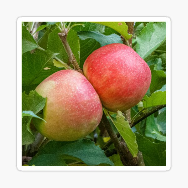 Item preview, Two Ripe Red Apples designed and sold by DPalmer.