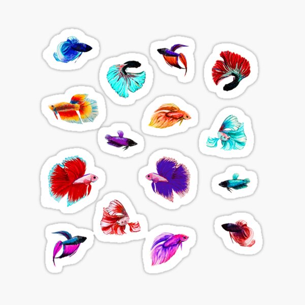 Plakat Betta Fish Sticker/Magnet/Cling - Buy Betta Fish Stickers – AQUAPROS