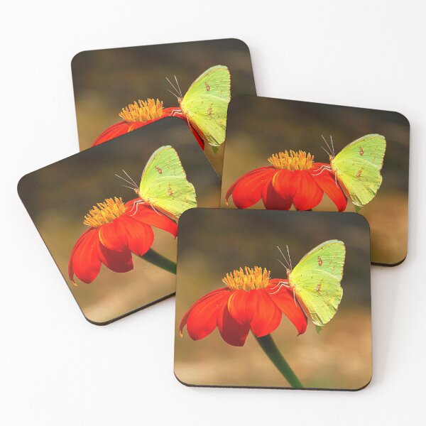 Item preview, Beauty on Mexican Sunflower designed and sold by Brenda Burnett.
