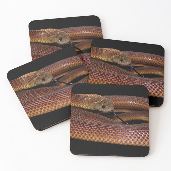 Item preview, Mulga Snake, no background designed and sold by CNZdenek.