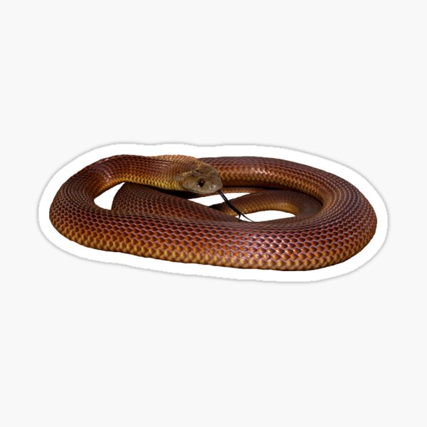 Item preview, Mulga Snake, no background designed and sold by CNZdenek.