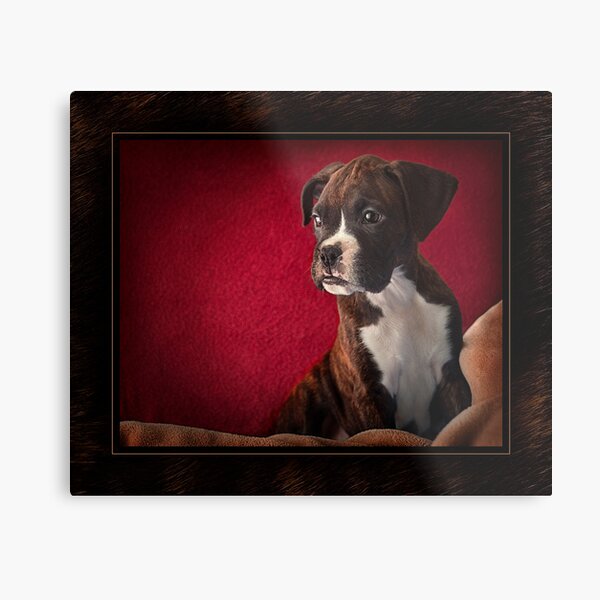Nikon Too Metal Print