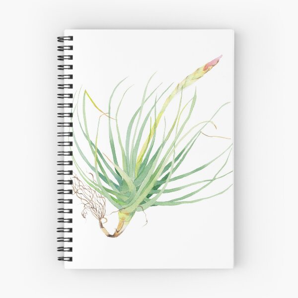 Item preview, Flowering air plant Tillandsia botanical watercolour illustration designed and sold by Zoya Makarova.