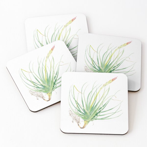 Item preview, Flowering air plant Tillandsia botanical watercolour illustration designed and sold by Zoya Makarova.