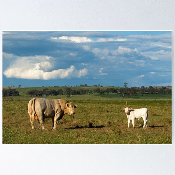Item preview, Postcard from Cootamundra designed and sold by Rosalie Dale.