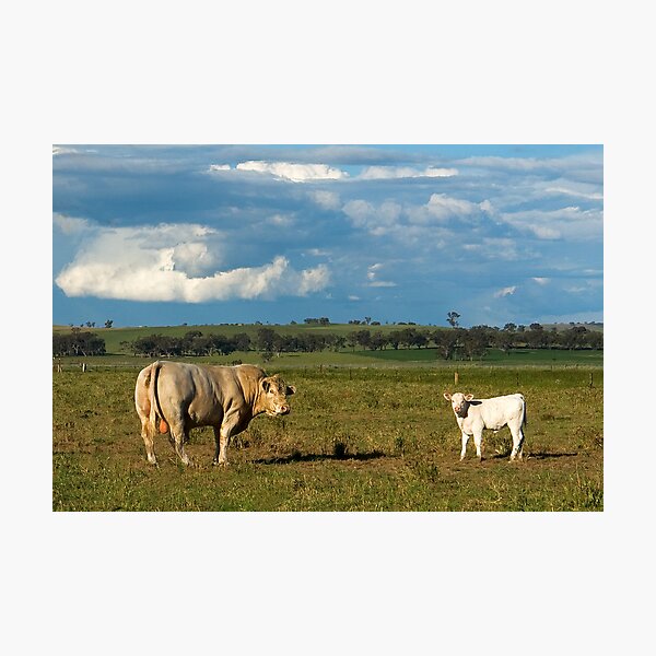 Item preview, Postcard from Cootamundra designed and sold by Rosalie Dale.