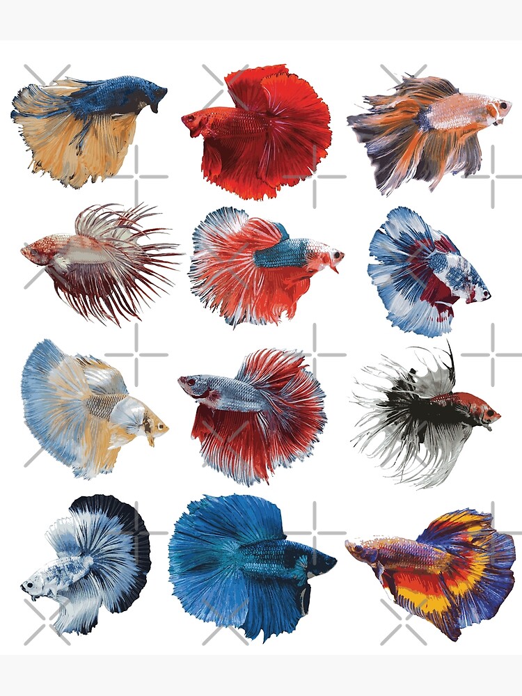 colourful of Betta Fish Photographic Print for Sale by obscurax