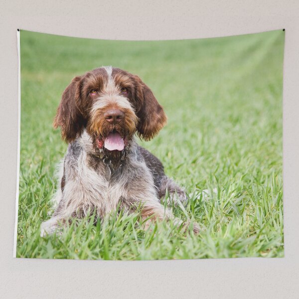Item preview, Lying in the grass Spinone by heidiannemorris designed and sold by FOLK ART FUSION by heidiannemorris.