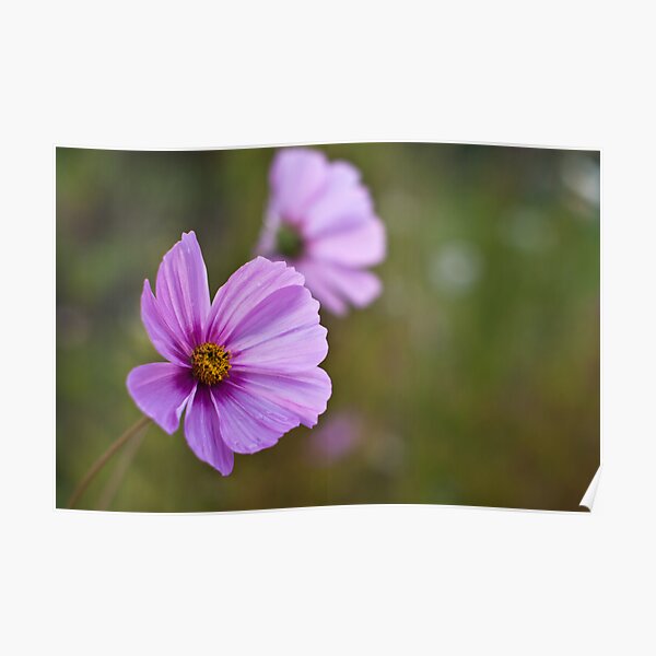 Cosmea Poster
