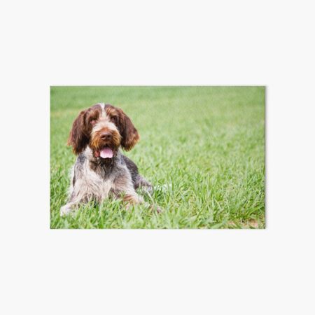 Lying in the grass Spinone Art Board Print