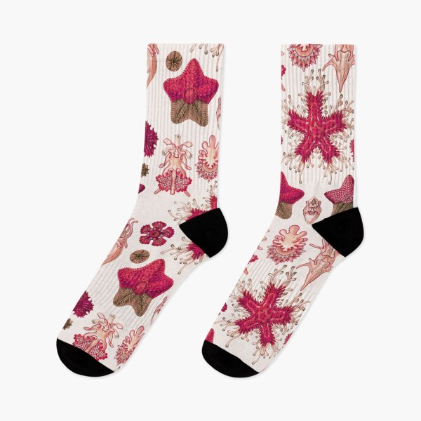 Item preview, Ernst Haeckel - Scientific Illustration - Asteroidea (Red) designed and sold by ShaMiLaB.