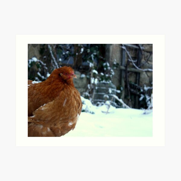 buff orpington Art Print