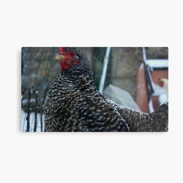 Edith the speckle hen Metal Print