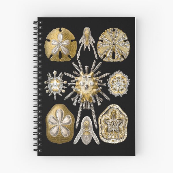 Item preview, Ernst Haeckel - Scientific Illustration - Echinidea (Sea Urchins) designed and sold by ShaMiLaB.