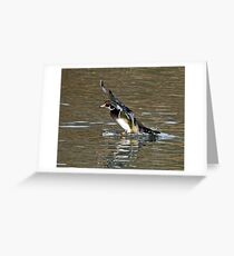 Wood Duck Splash Down Greeting Card