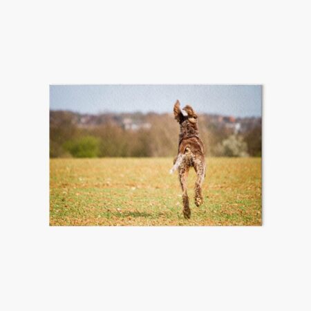 Free flying ears Spinone Art Board Print