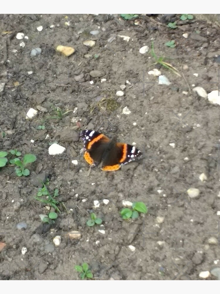 M.I. #42 |☼| Red Admiral Butterfly (Pearson Park) by Naean