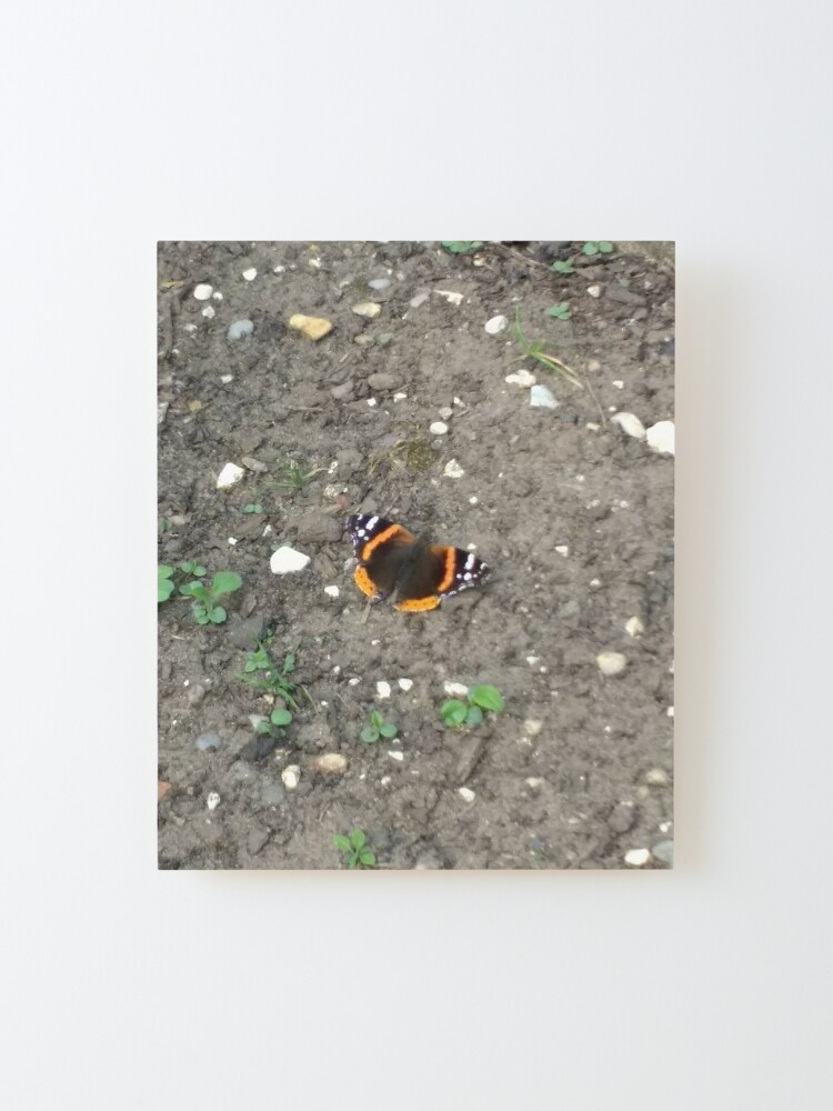 Alternate view of M.I. #42 |☼| Red Admiral Butterfly (Pearson Park) Mounted Print