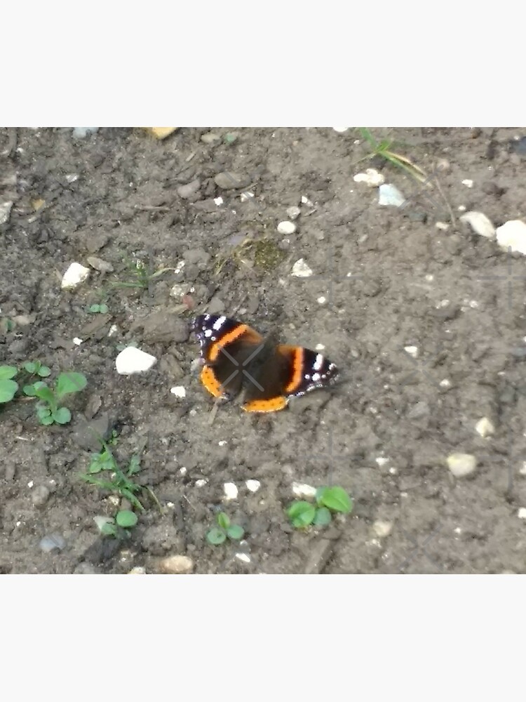 M.I. #42 |☼| Red Admiral Butterfly (Pearson Park) by Naean