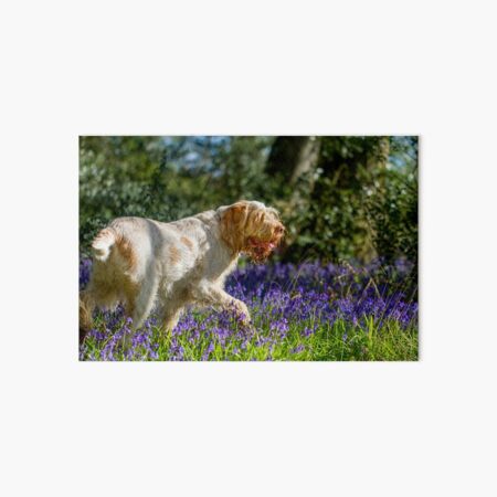 Bluebell wood Spinone Art Board Print