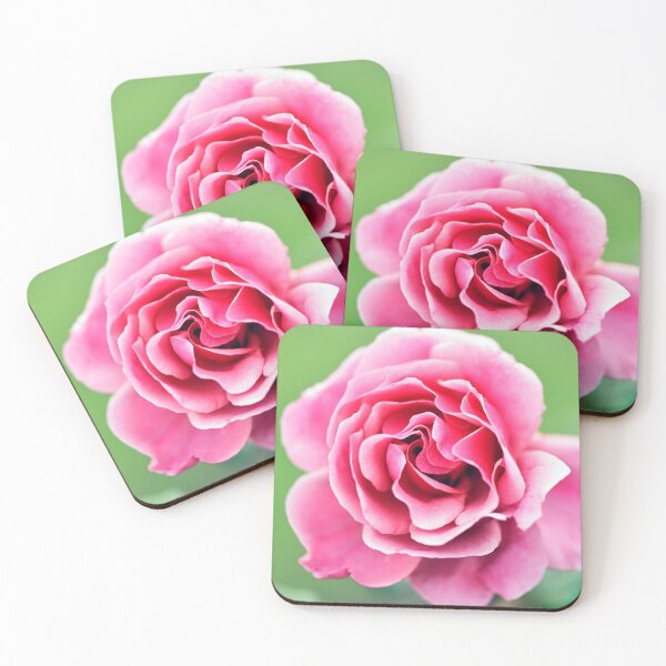 Item preview, Ripply,Two-Toned, Pink, 'Duet' Rose designed and sold by imaginethis.