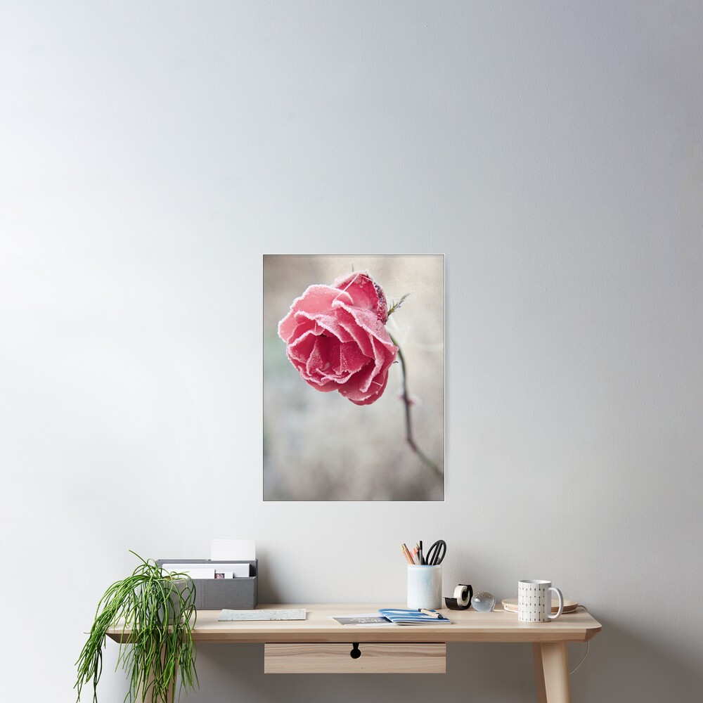Frosted Red Rose Poster