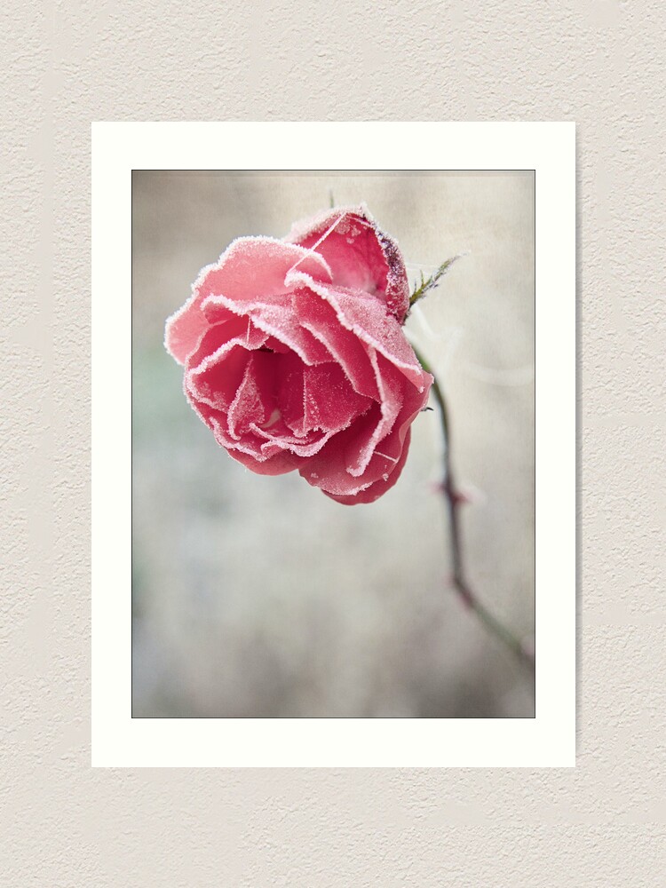 Alternate view of Frosted Red Rose Art Print