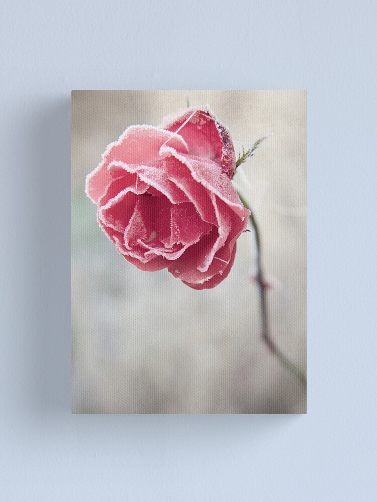 Alternate view of Frosted Red Rose Canvas Print