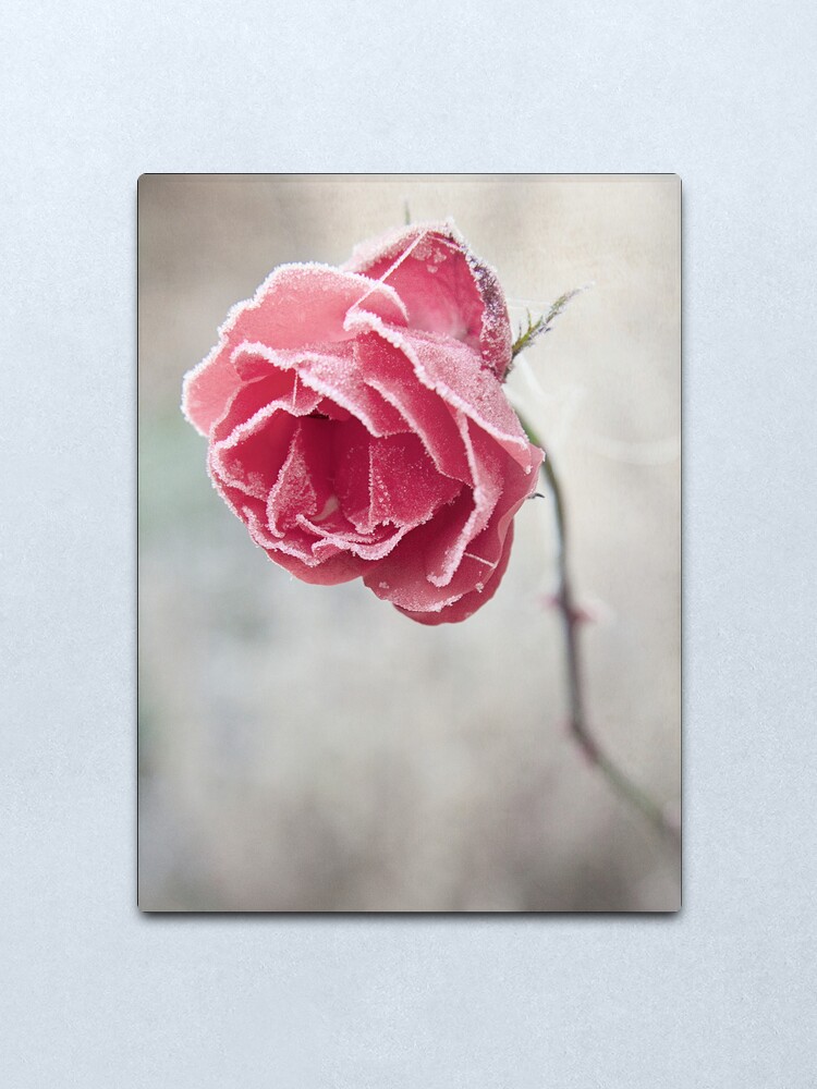 Alternate view of Frosted Red Rose Metal Print