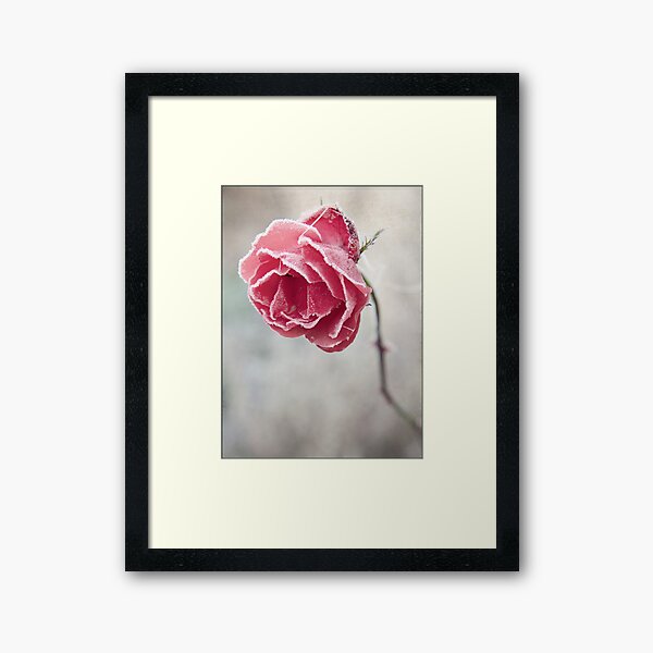 Frosted Red Rose Framed Art Print