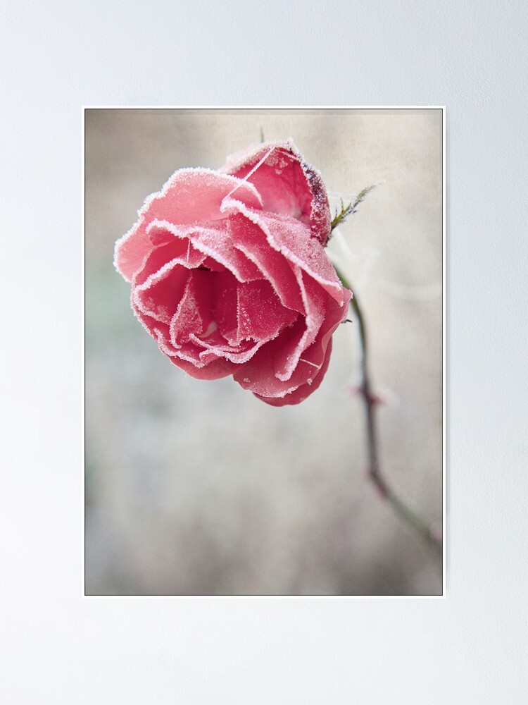 Alternate view of Frosted Red Rose Poster